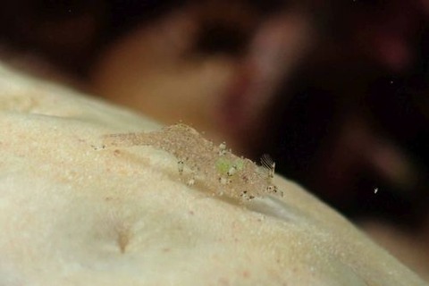 カクレモエビ属の1種