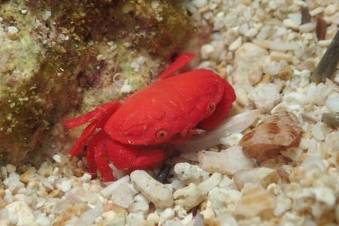 オウギガニ科の1種