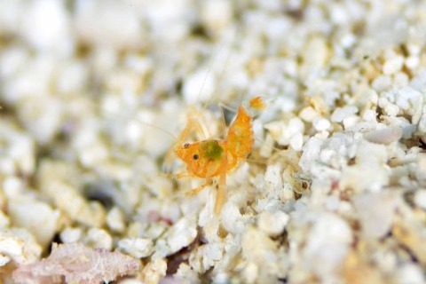 サンゴヒメエビ属の1種