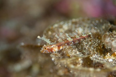 ホタテヘビギンポ