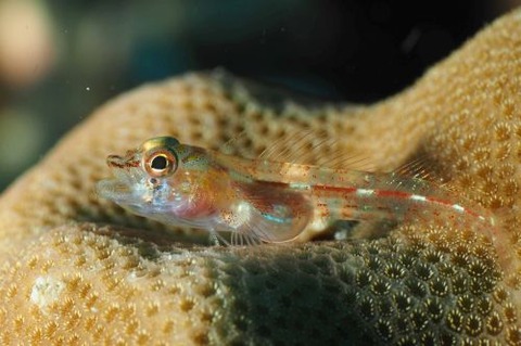 カスリヘビギンポ