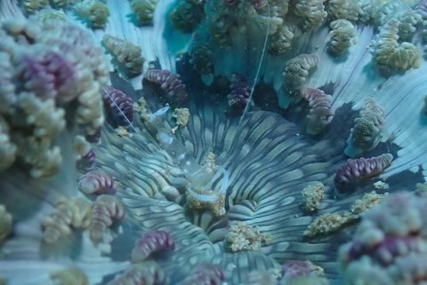 オドリカクレエビ