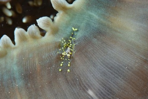 イソギンチャクモドキカクレエビ