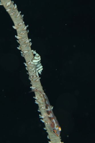 ムチカラマツエビ
