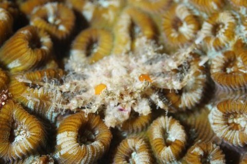 イトアシガニ科の1種