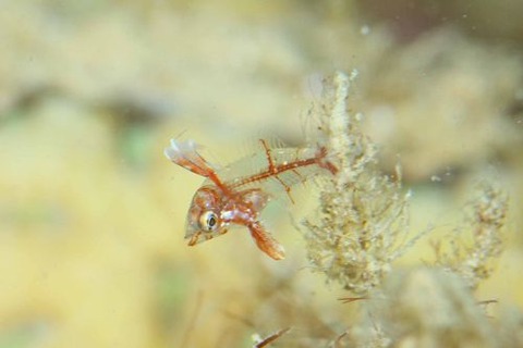 セジロノドグロベラ