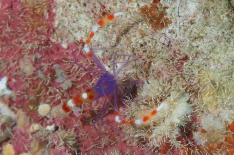 ステノプス・テヌイロストリス