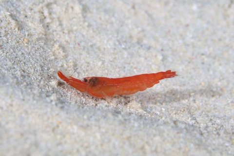 オガミテッポウエビ