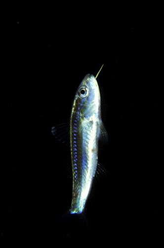 刺激的な水中生物