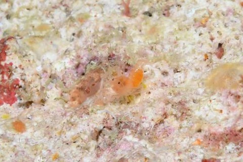 ベニマトイサンゴヒメエビ