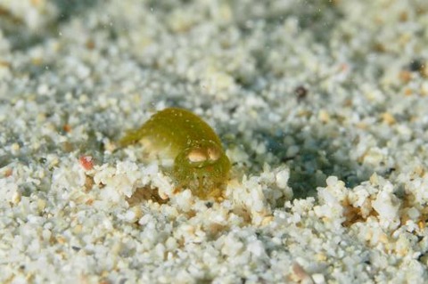 フトユビシャコモドキ属の1種