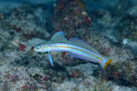 スジクロユリハゼ