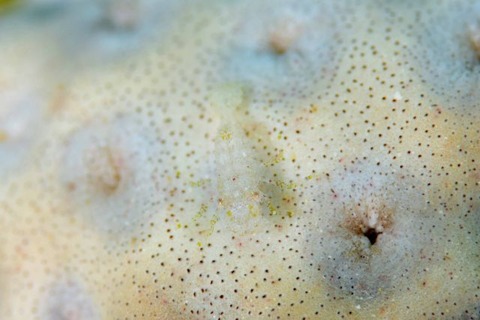 カクレモエビ属の1種