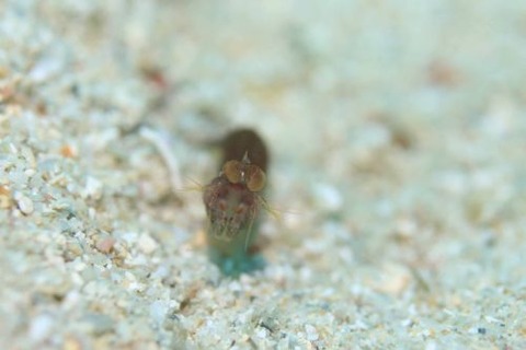 フトユビシャコモドキ属の1種