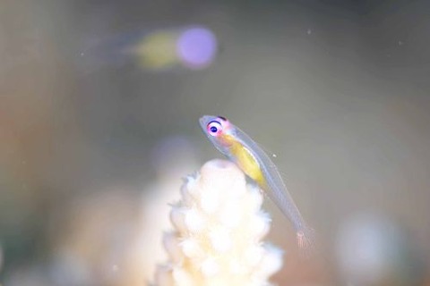 アカメハゼ