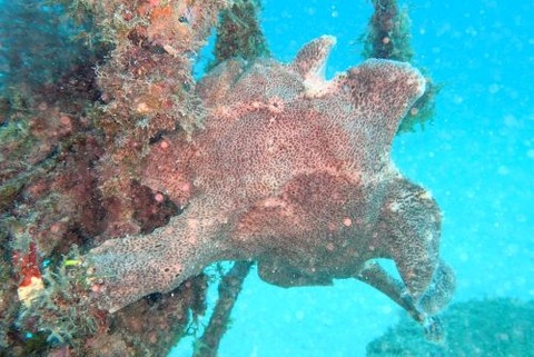 オオモンカエルアンコウ