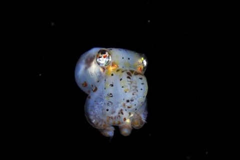 刺激的な水中生物