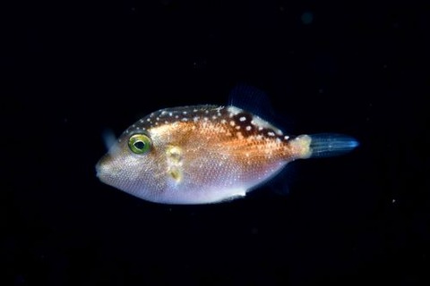 刺激的な水中生物