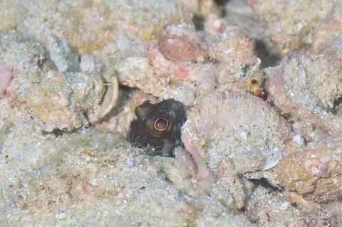 ホシカゲアゴアマダイ