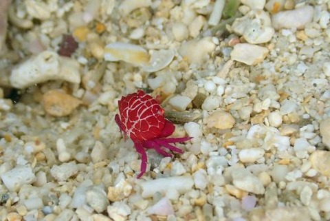 シロスジベニオウギガニ