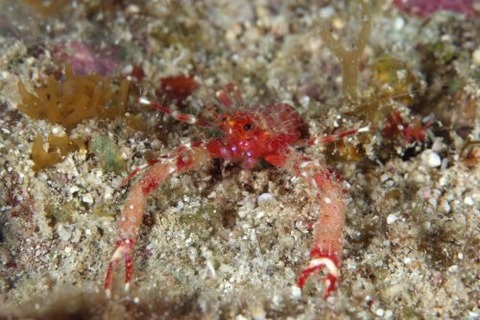 コシオリエビ科の1種