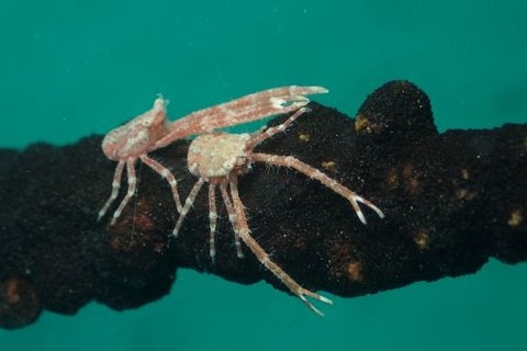 コシオリエビ科の1種