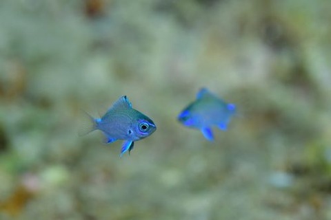 アマミスズメダイ