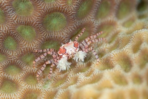 キンチャクガニ