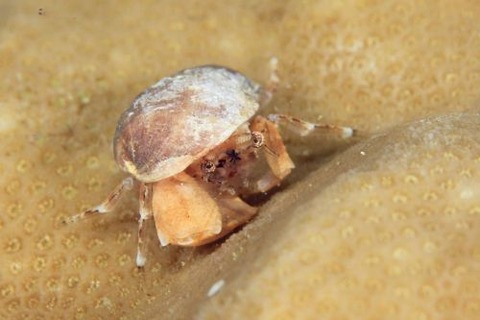 チビカイガラカツギ