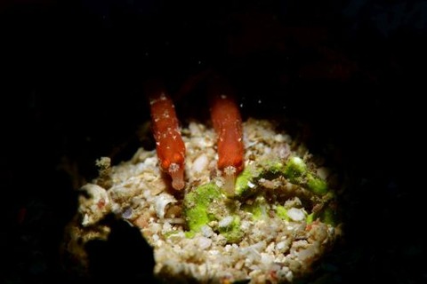 ヨウジウオ科の1種