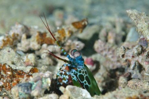 モンハナシャコ