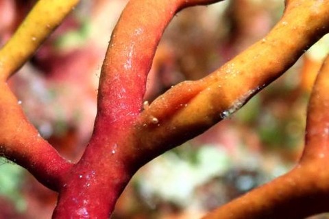 イソバナカクレエビ