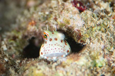 モンツキカエルウオ