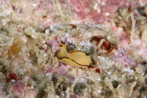 クロフチウミコチョウ