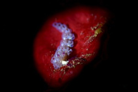 ムカデミノウミウシ