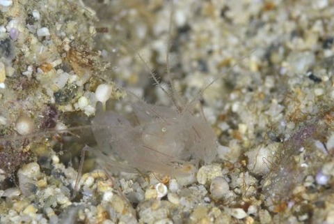 サンゴヒメエビ