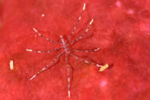 シースパイダー