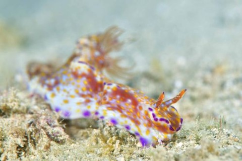 テヌウニシキウミウシ