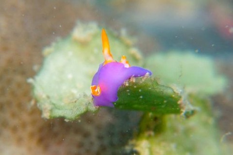 ムラサキウミコチョウ