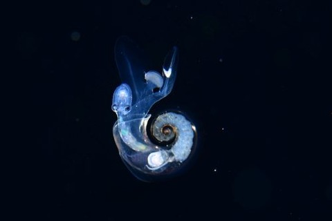 刺激的な水中生物