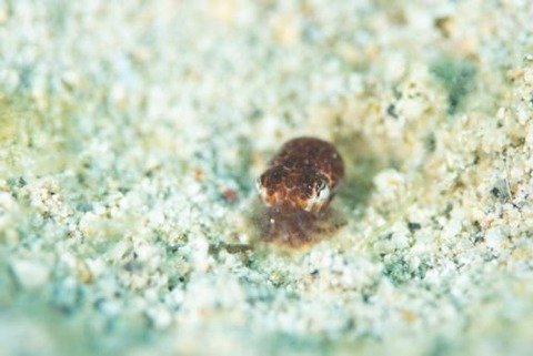 ヒメダンゴイカ