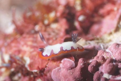 フジナミウミウシ