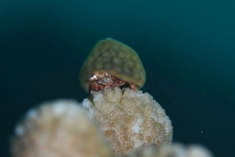 カイカムリ科の1種