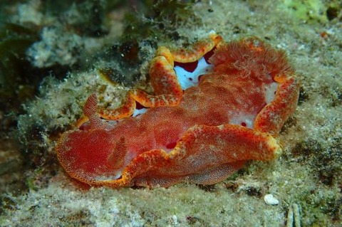 ミカドウミウシ