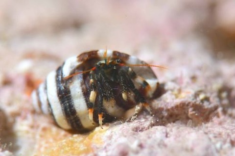 ツマキヨコバサミ