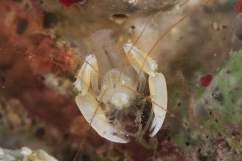 ミクロプロステマ・タケダイ