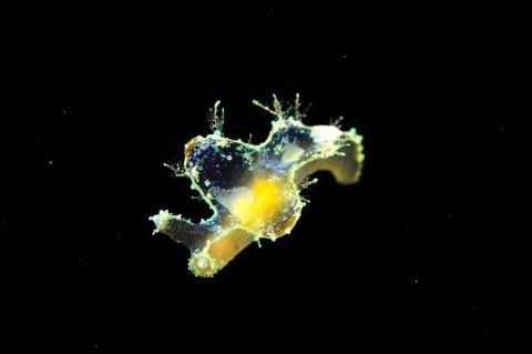 ウミウシ不明種