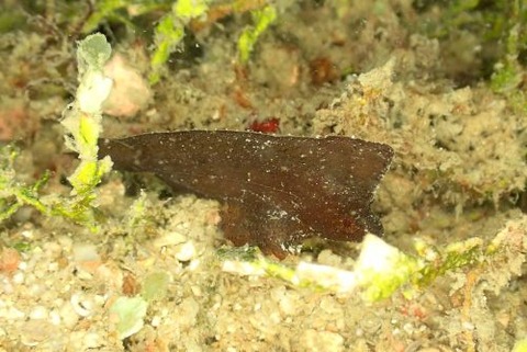 ツマジロオコゼ