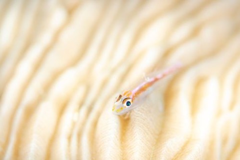 アカスジウミタケハゼ