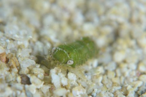 コツブムシのなかま